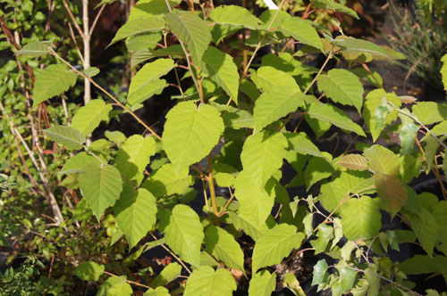 Betula maximowicziana