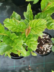 Betula medwediewii Betula medwediewii
