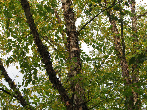 Betula nigra Betula nigra