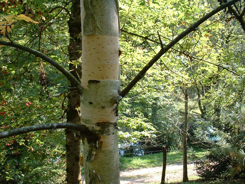 Betula papyrifera var.humilis Betula papyrifera var.humilis