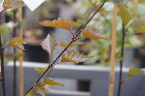 Betula pendula 'Royal Frost' Betula pendula 'Royal Frost'
