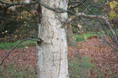 Betula platyphylla var.japonica Betula platyphylla var.japonica
