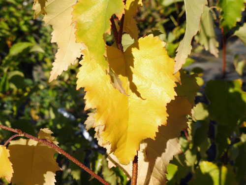 Betula platyphylla var.mandshurica