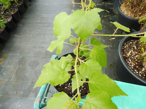Betula saposhnikovii