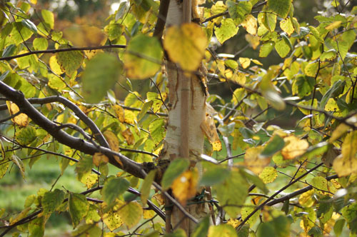 Betula szechuanica Betula szechuanica