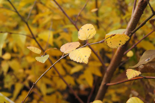 Betula tatewakiana