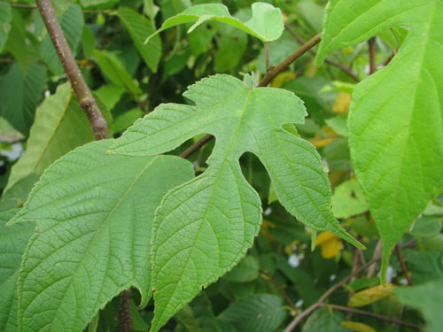 Broussonetia papyrifera