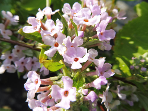 Buddleja alternifolia