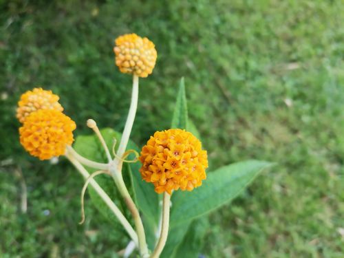 Buddleja globosa 'Cally Orange'