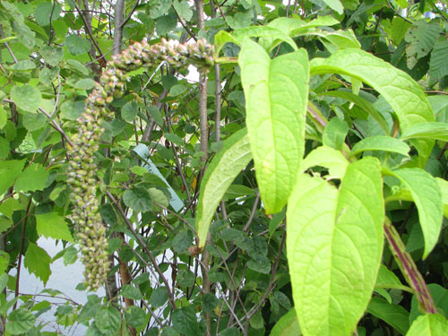 Buddleja japonica