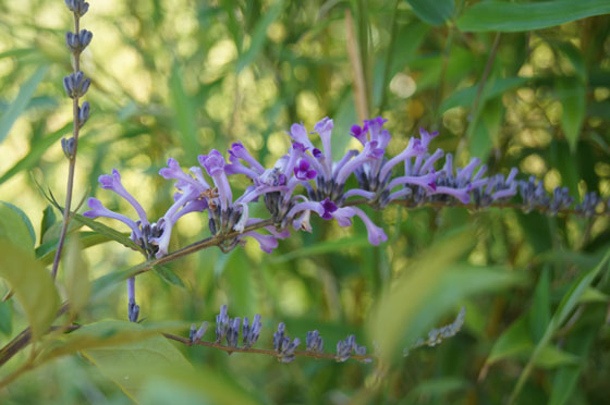Buddleja lindleyana