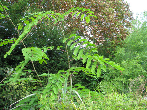Caesalpinia gilliesii