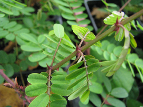 Caesalpinia japonica