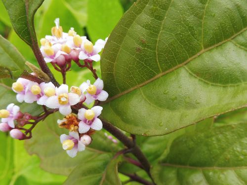 Callicarpa americana