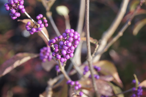 Callicarpa bodinieri var. giraldii