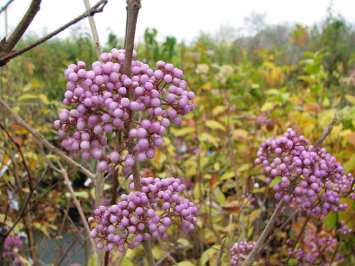 Callicarpa cathayana