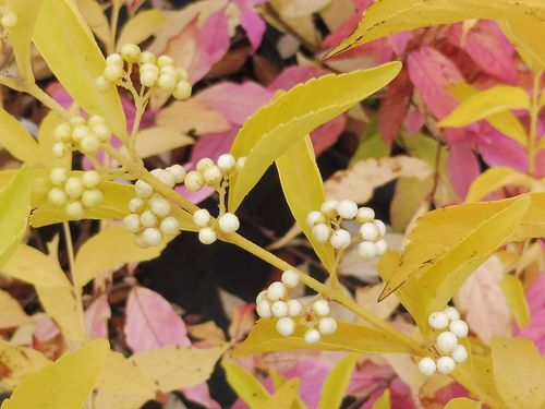 Callicarpa dichotoma var. albibacca