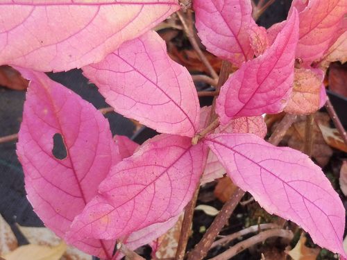 Callicarpa dichotoma