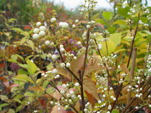 Callicarpa japonica var.leucocarpa