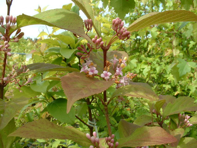 Callicarpa japonica Callicarpa japonica