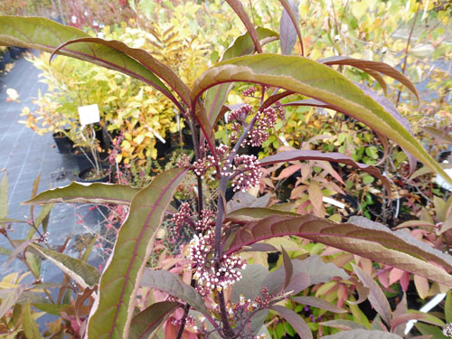 Callicarpa kwangtungensis