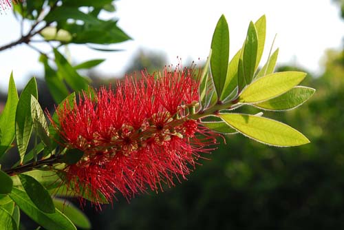Callistemon citrinus Callistemon citrinus