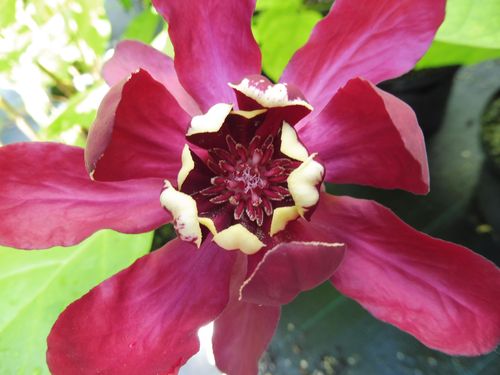 Calycanthus 'Aphrodite' Calycanthus 'Aphrodite'