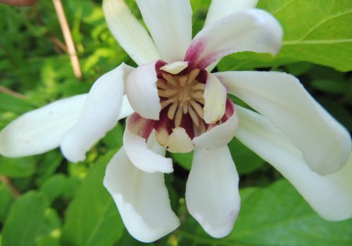 Calycanthus 'Venus'