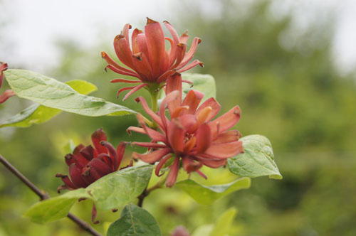 Calycanthus floridus Calycanthus floridus