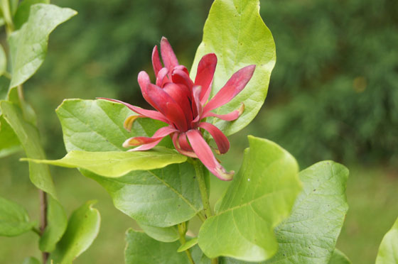 Calycanthus occidentalis
