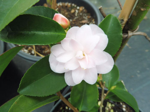 Camellia 'Cinnamon Cindy' Camellia 'Cinnamon Cindy'