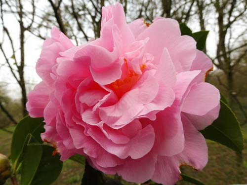 Camellia 'El Dorado' Camellia 'El Dorado'