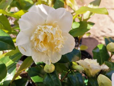 Camellia japonica 'Brushfield's Yellow' Camellia japonica 'Brushfield's Yellow'