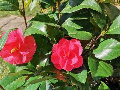 Camellia japonica 'Mary Williams' Camellia japonica 'Mary Williams'