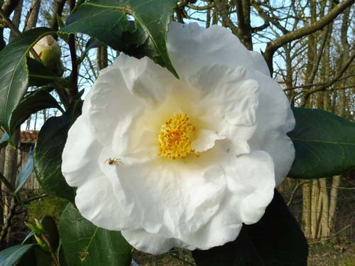 Camellia japonica 'Silver Chalice'