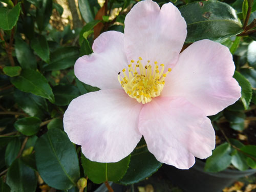 Camellia sasanqua 'Maiden's Blush' Camellia sasanqua 'Maiden's Blush'