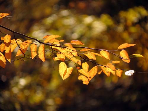 Carpinus caroliniana ssp.virginiana Carpinus caroliniana ssp.virginiana