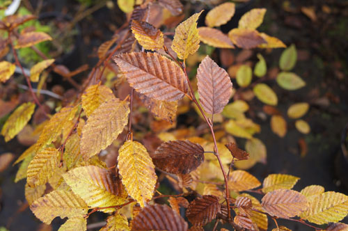 Carpinus caucasica