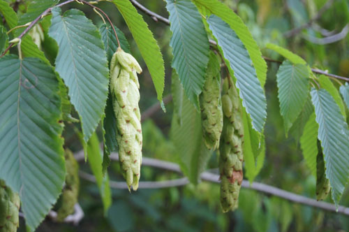 Carpinus cordata