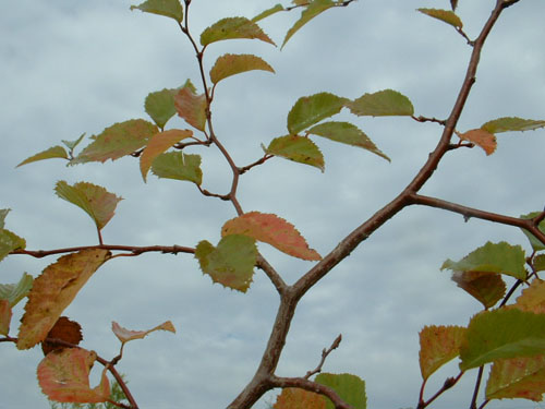 Carpinus coreana