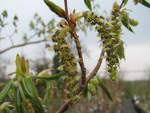 Carpinus japonica Carpinus japonica