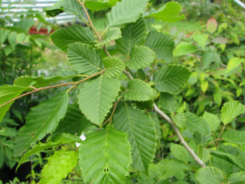 Carpinus orientalis Carpinus orientalis
