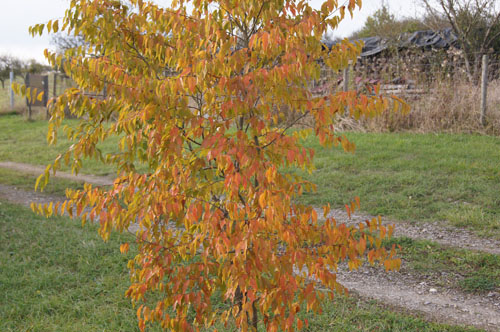 Carpinus tschonoskii