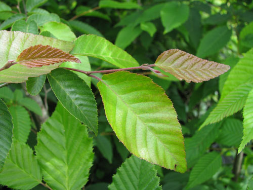 Carpinus turczaninowii