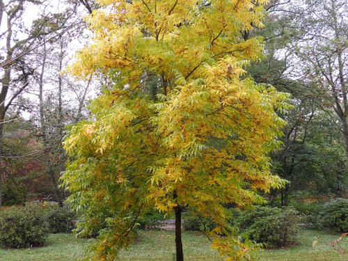 Carya illinoensis