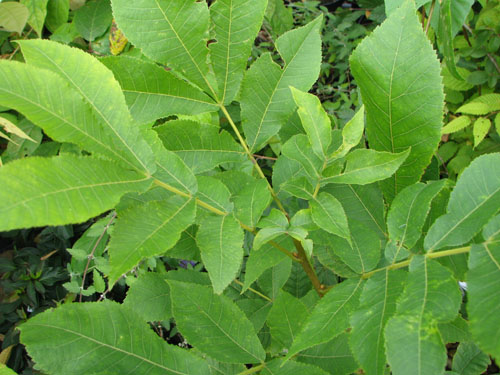 Carya laciniosa
