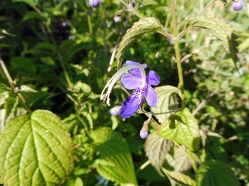 Caryopteris divaricata