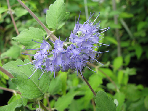 Caryopteris incana Caryopteris incana
