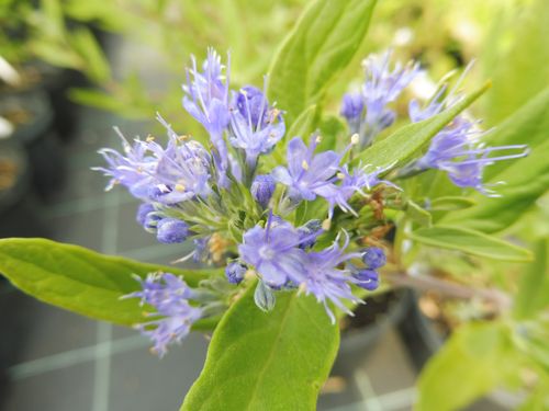 Caryopteris x clandonensis 'Kew Blue'