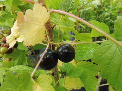 Cassis 'Cassissima Black Marble' Cassis 'Cassissima Black Marble'